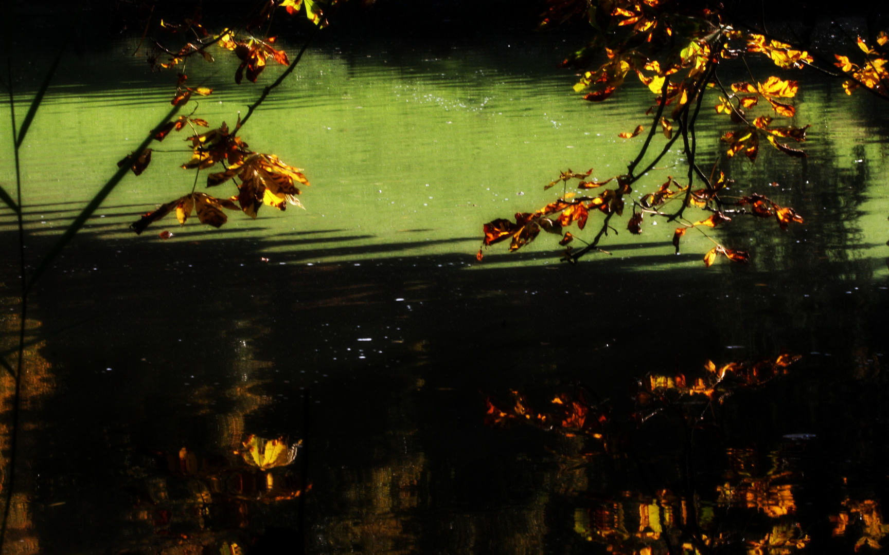 Herbstleuchten am Teich