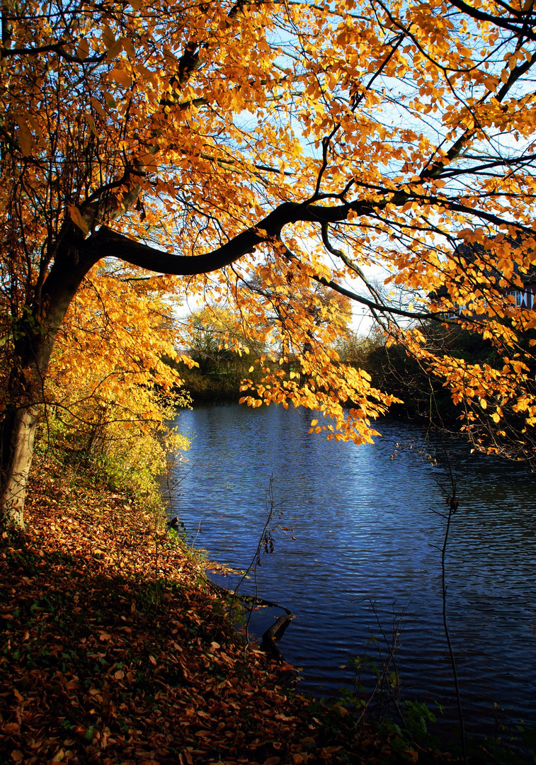 Herbstleuchten am Wasser