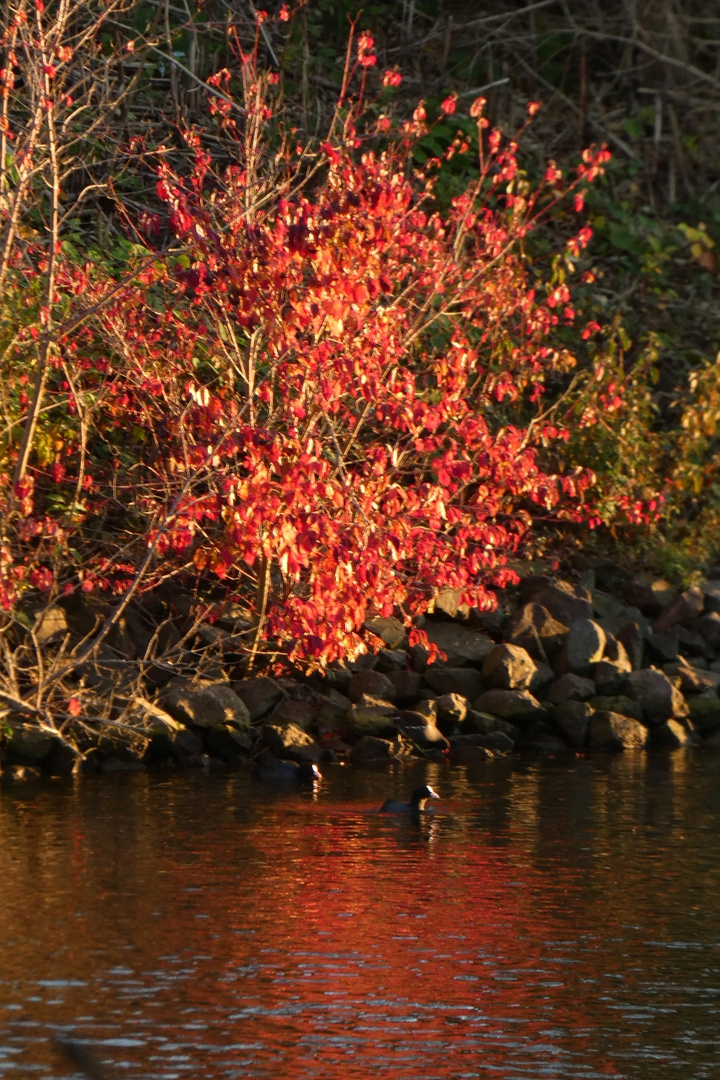 Herbstleuchten an der Lippe