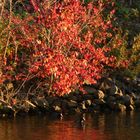 Herbstleuchten an der Lippe