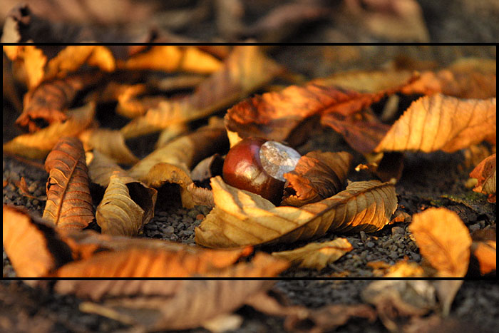 Herbstleuchten