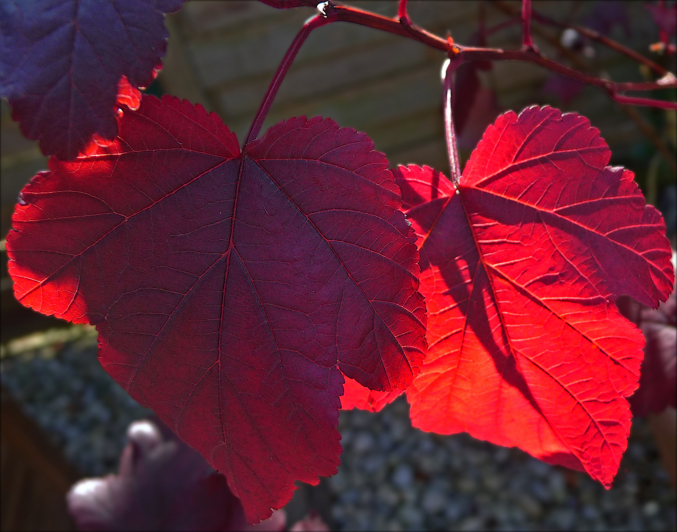 Herbstleuchten