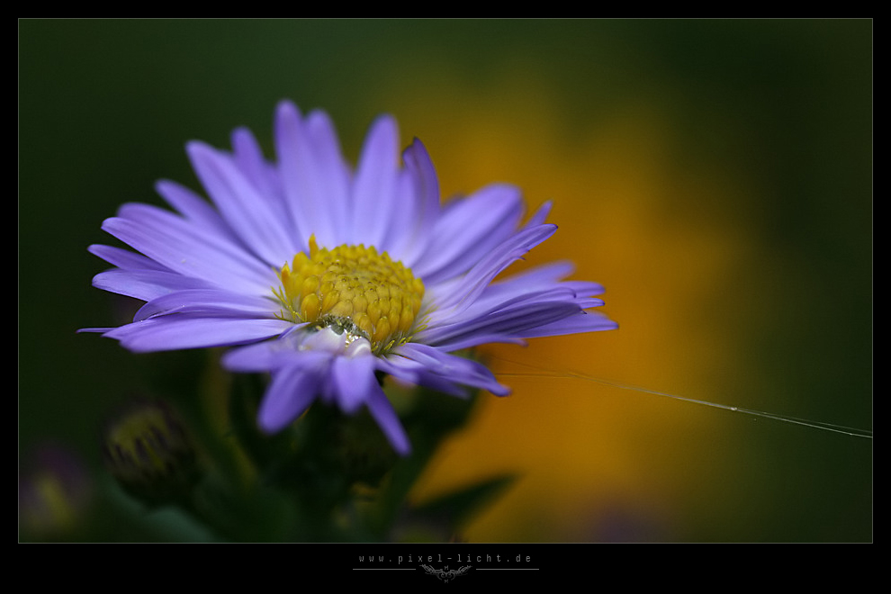 Herbstleuchten