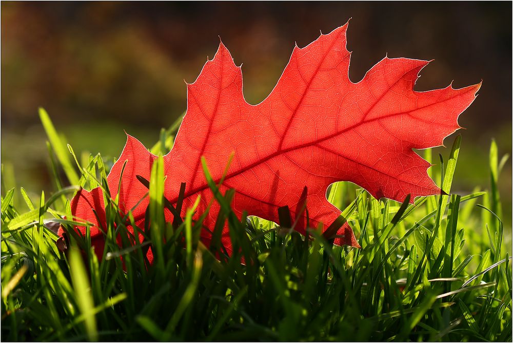 Herbstleuchten...