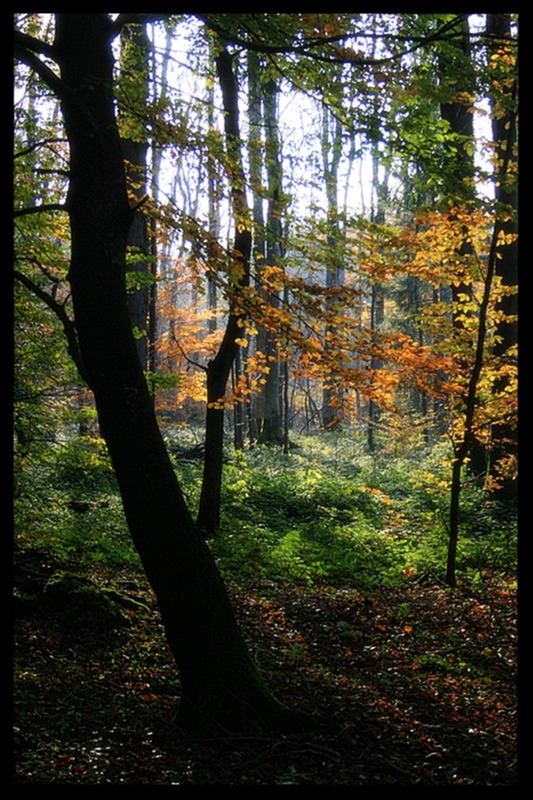 Herbstleuchten