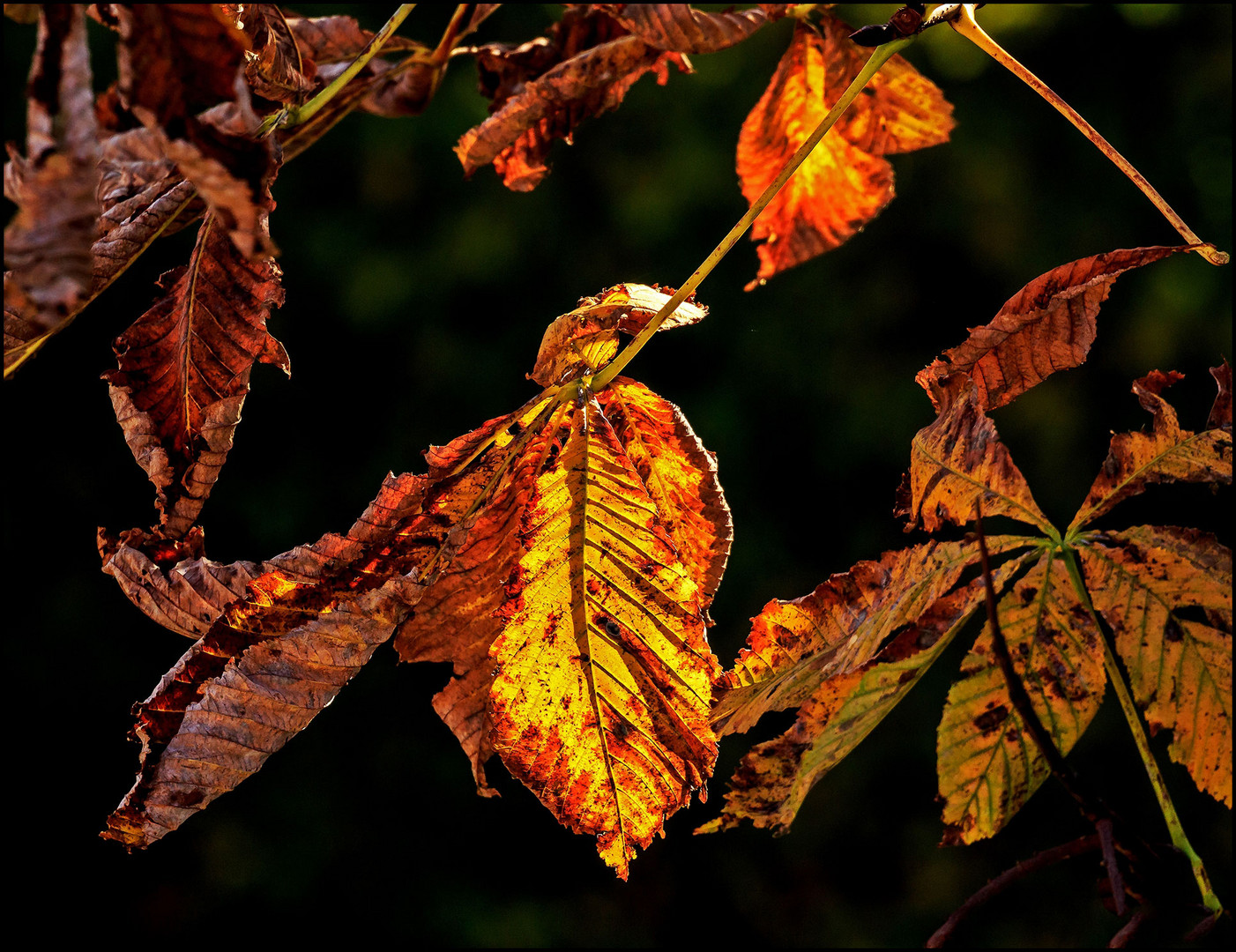 Herbstleuchten  !!!