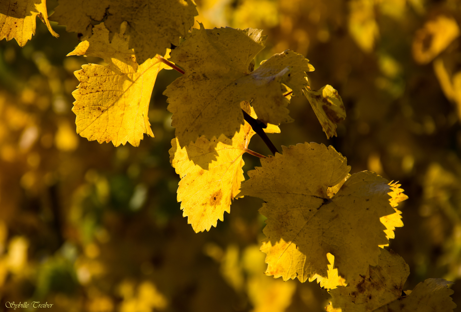 Herbstleuchten