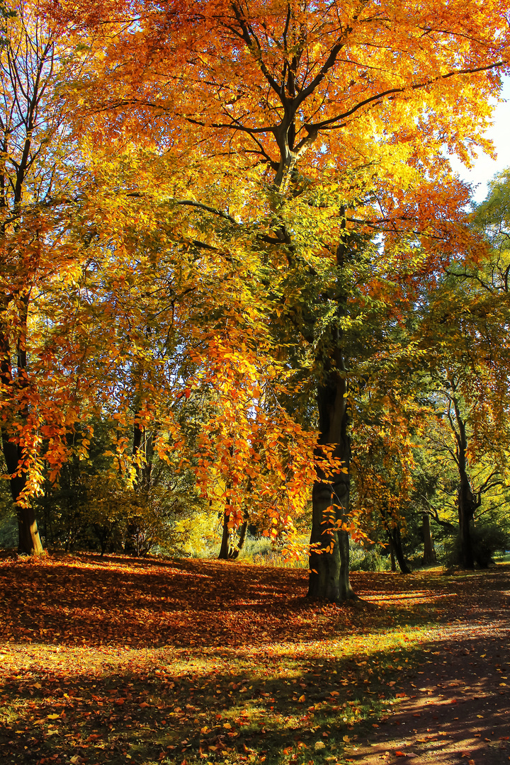 Herbstleuchten