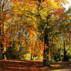 Herbstleuchten