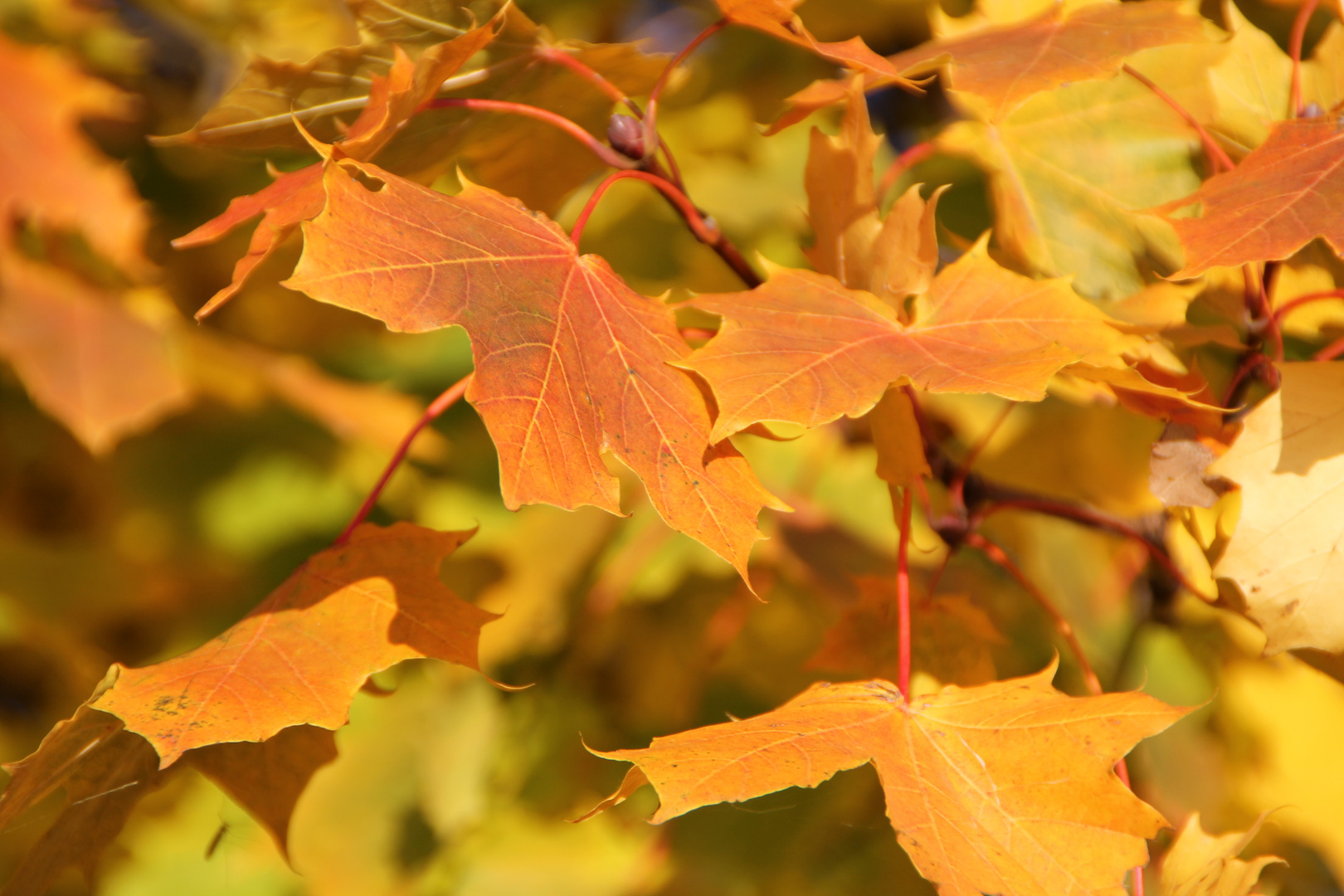 Herbstleuchten