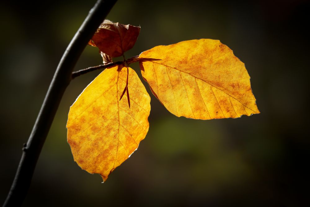 Herbstleuchten