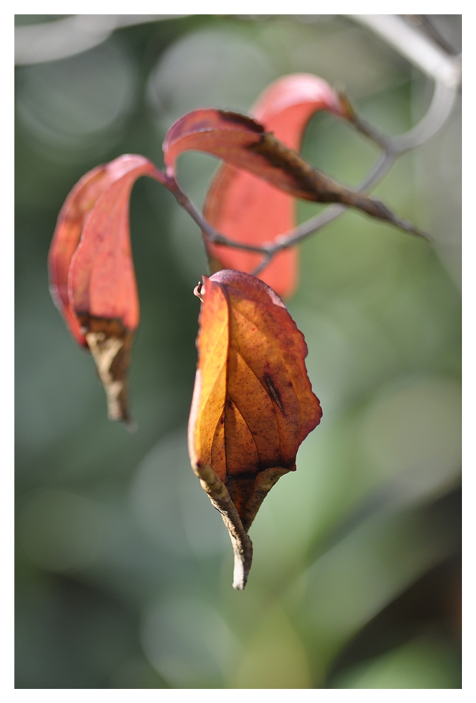 Herbstleuchten