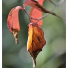 Herbstleuchten