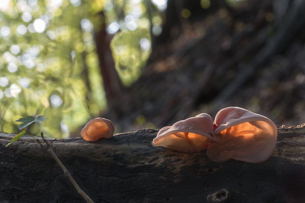 "Herbstleuchten"