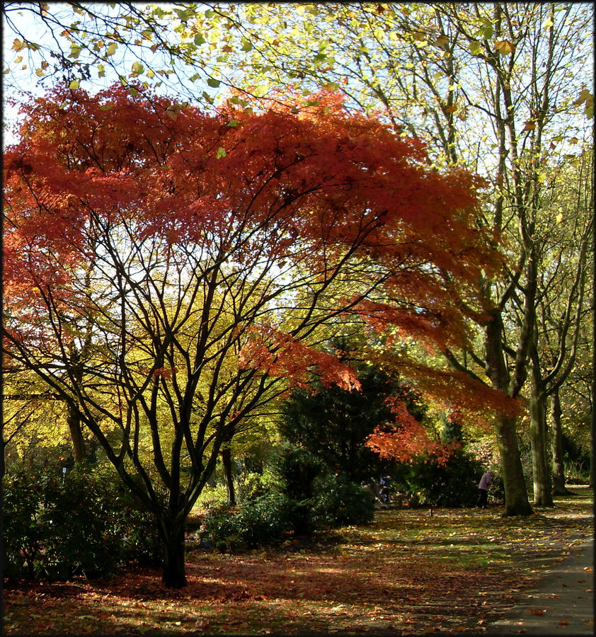 Herbstleuchten