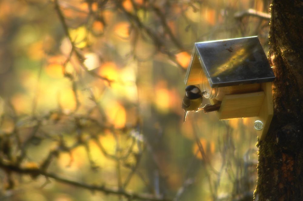 Herbstleuchten