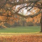 Herbstleuchten