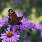 Herbstleuchten 