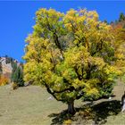 Herbstleuchten