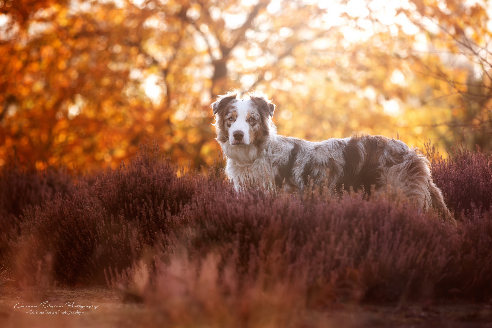 * Herbstleuchten *