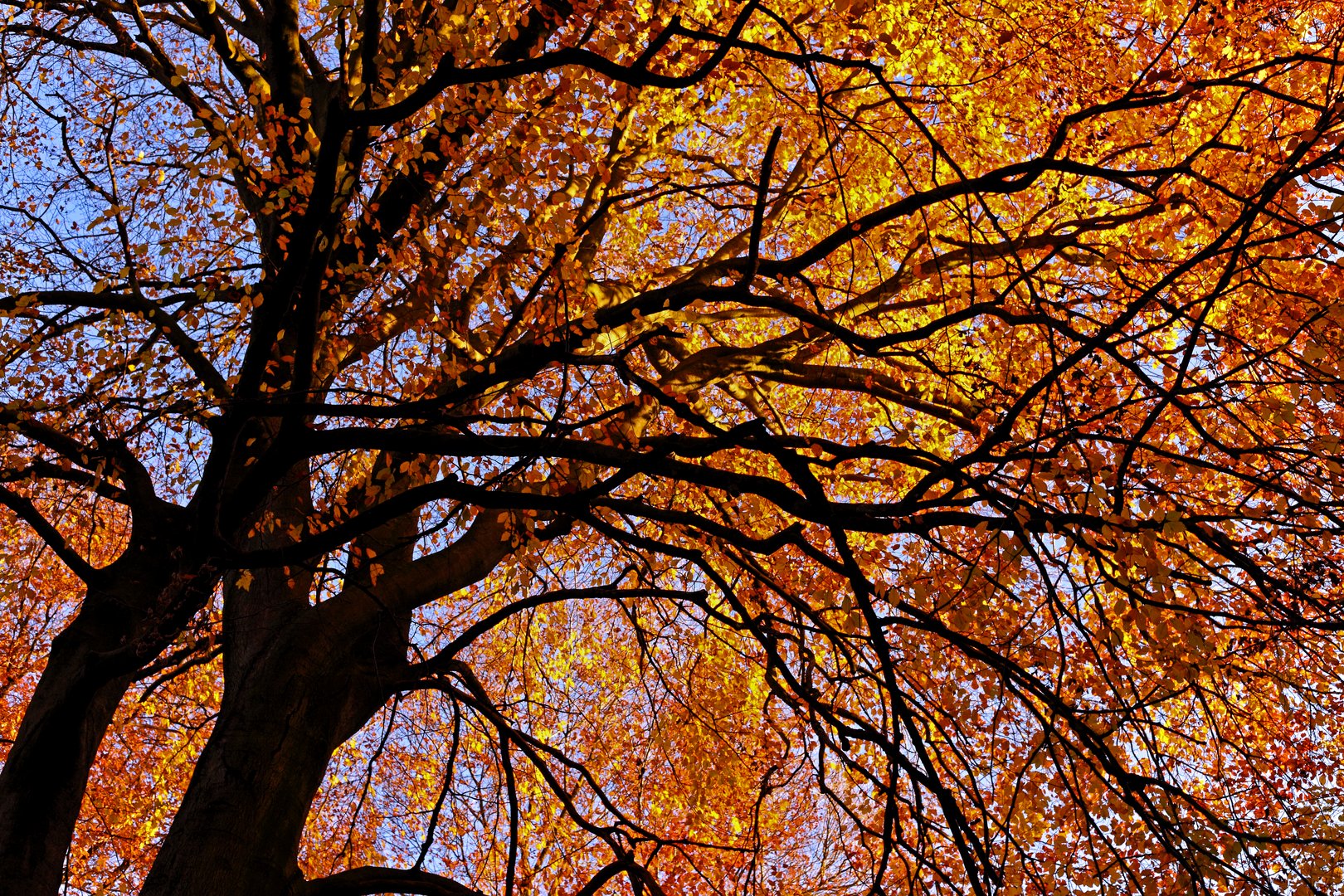 Herbstleuchten