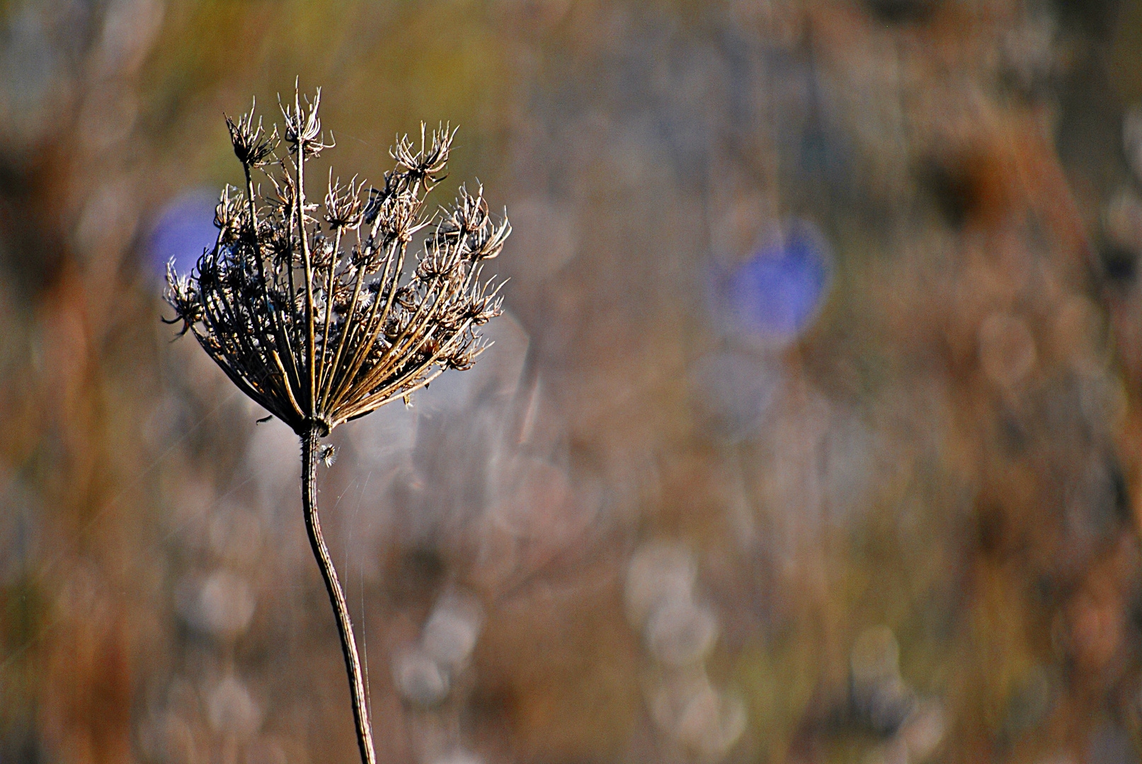 Herbstleuchten...