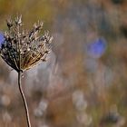 Herbstleuchten...