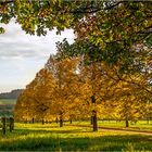 Herbstleuchten