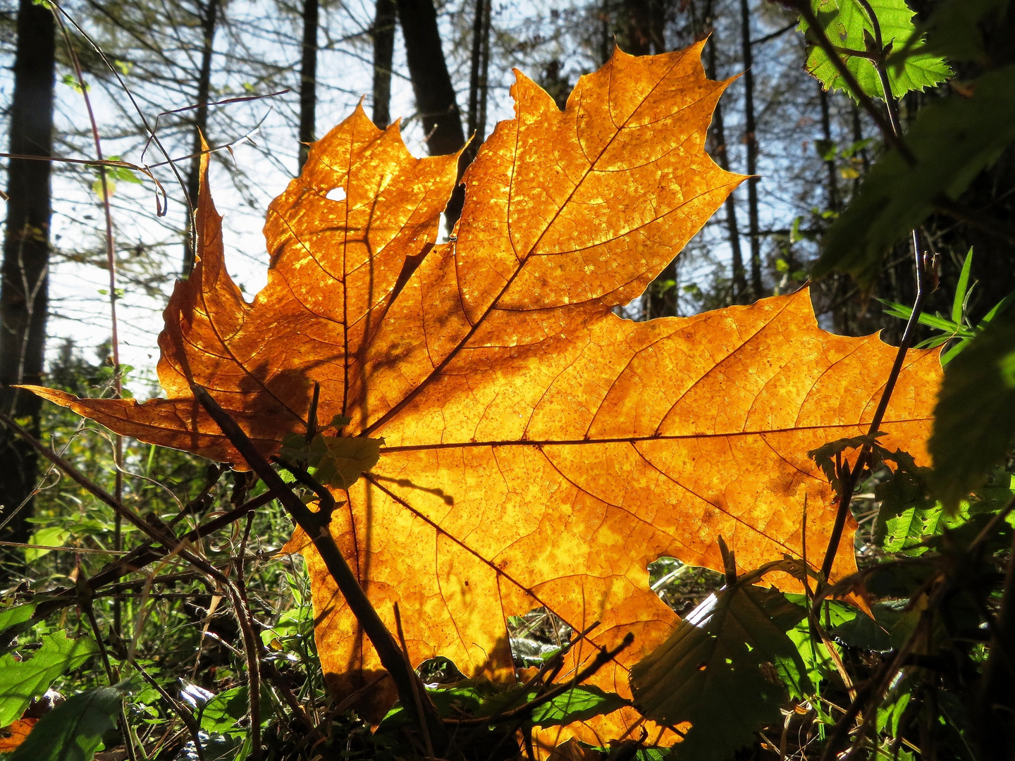 Herbstleuchten