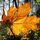 Herbstleuchten