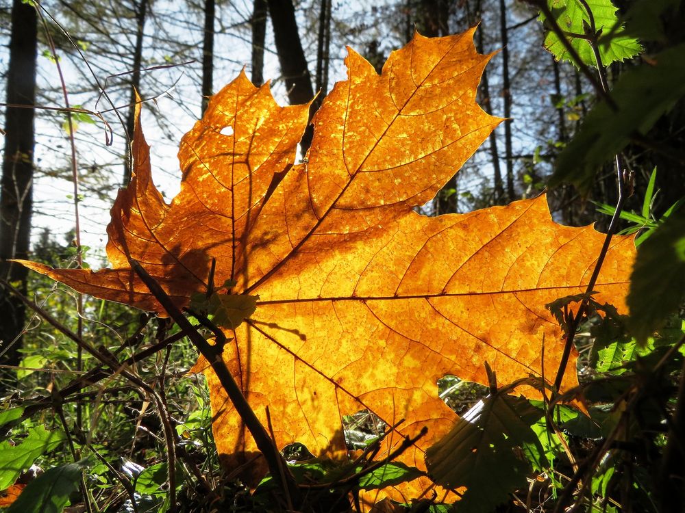 Herbstleuchten