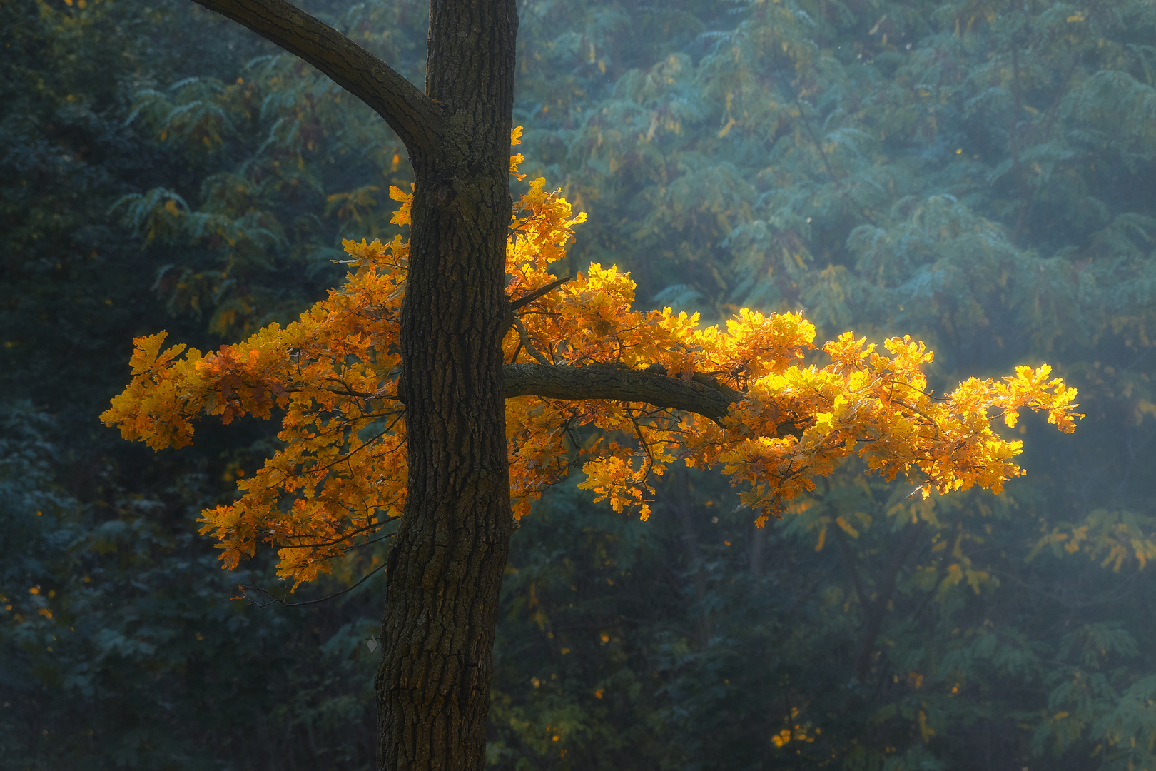 Herbstleuchten