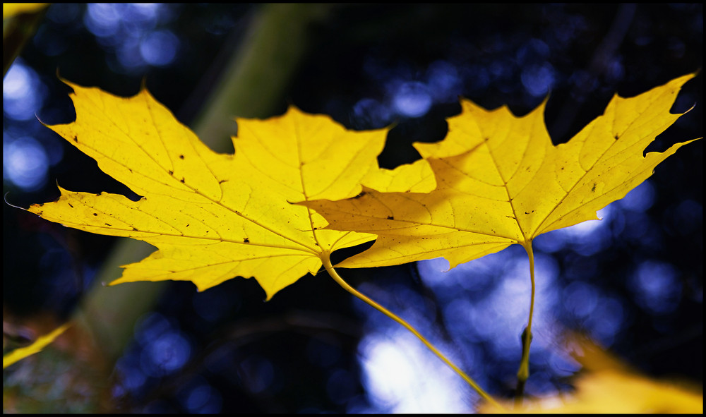 Herbstleuchten