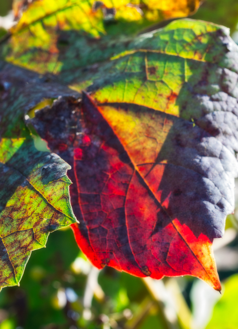 Herbstleuchten