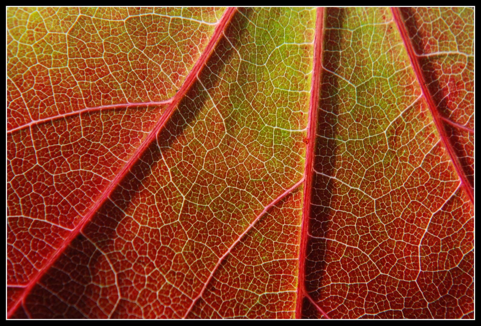 Herbstleuchten