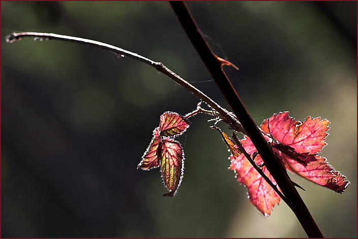 Herbstleuchten