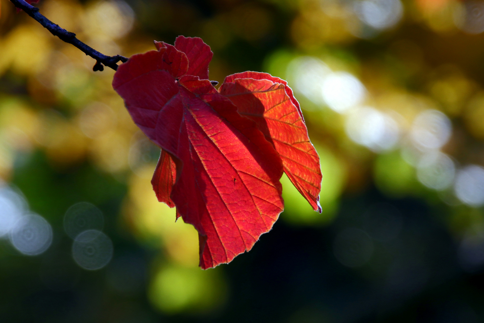 Herbstleuchten...