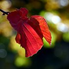 Herbstleuchten...