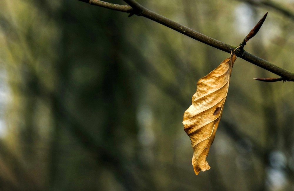 Herbstleuchten