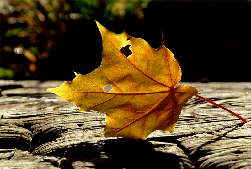 "Herbstleuchten..."