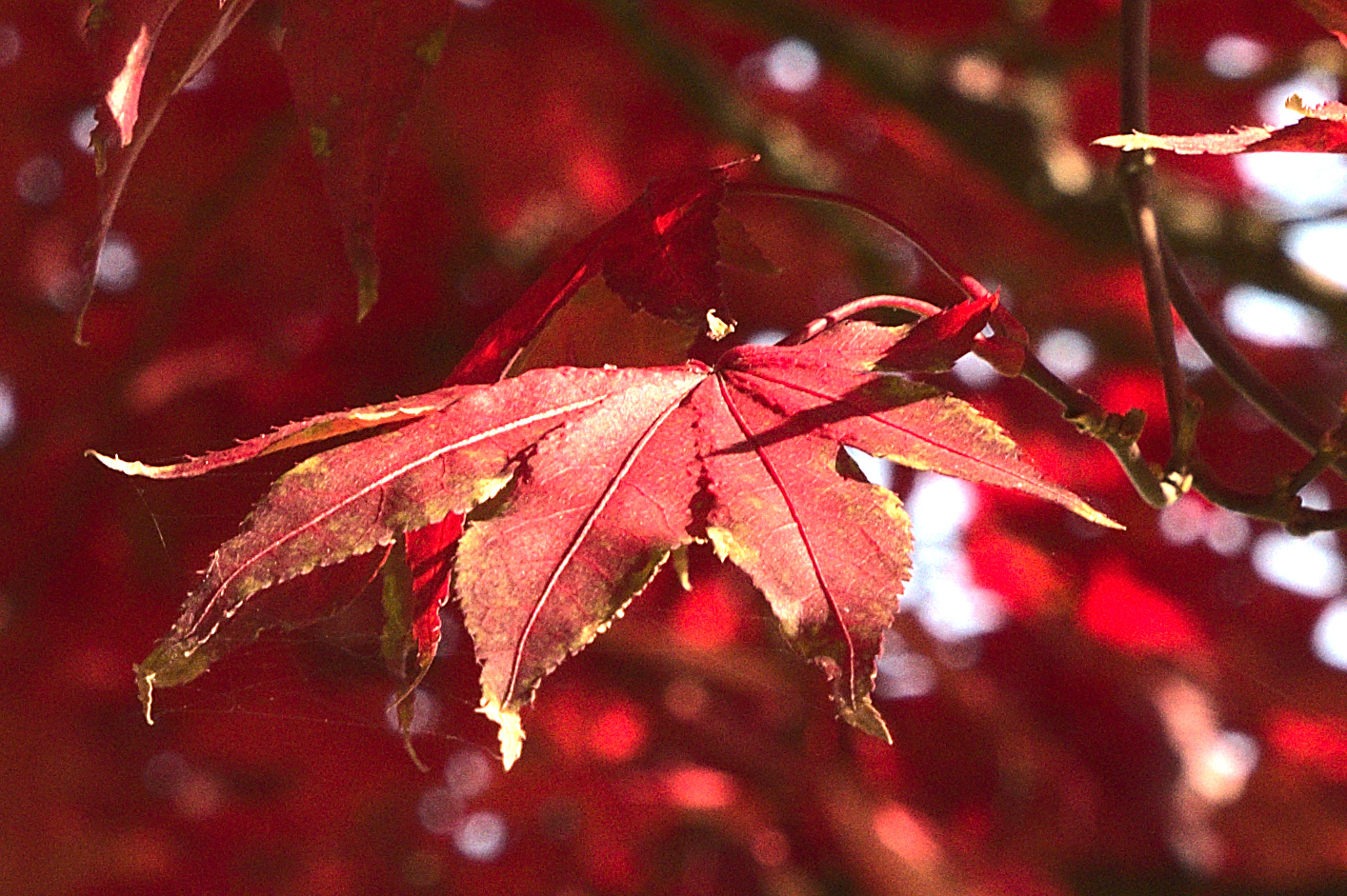 Herbstleuchten