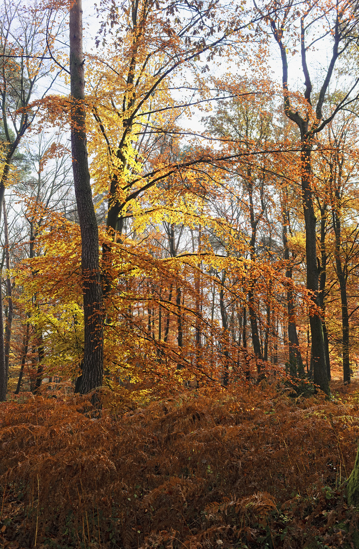 Herbstleuchten