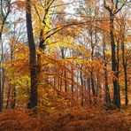 Herbstleuchten