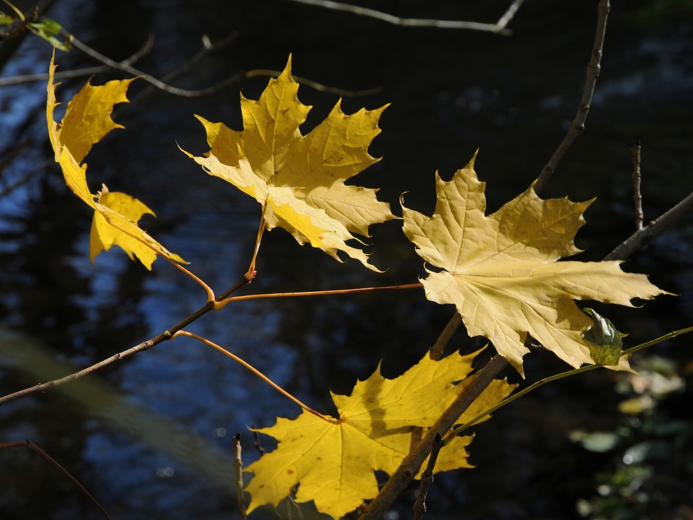 Herbstleuchten . .