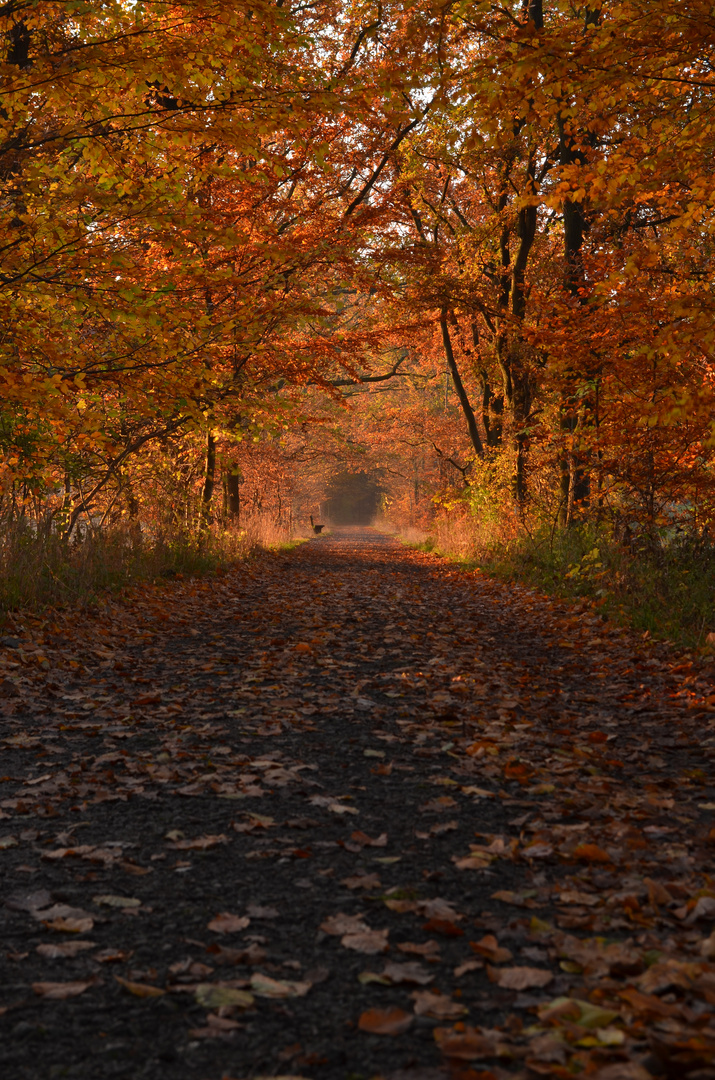 Herbstleuchten