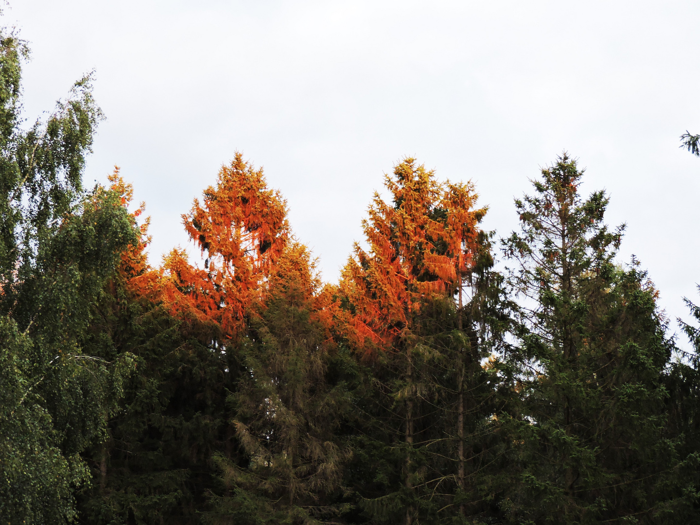 Herbstleuchten