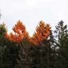 Herbstleuchten