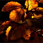 Herbstleuchten - Éclats d'automne