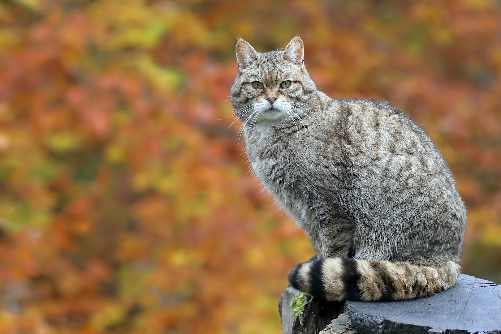 Herbstleuchten ...