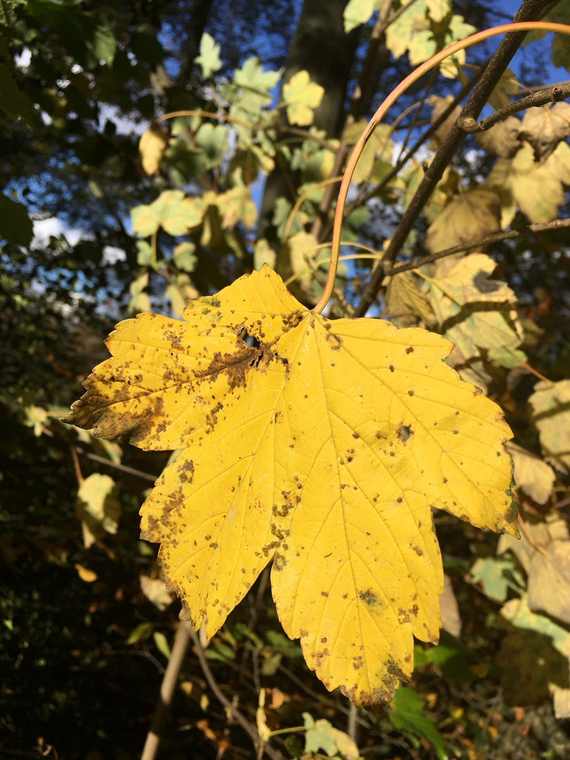 Herbstleuchten